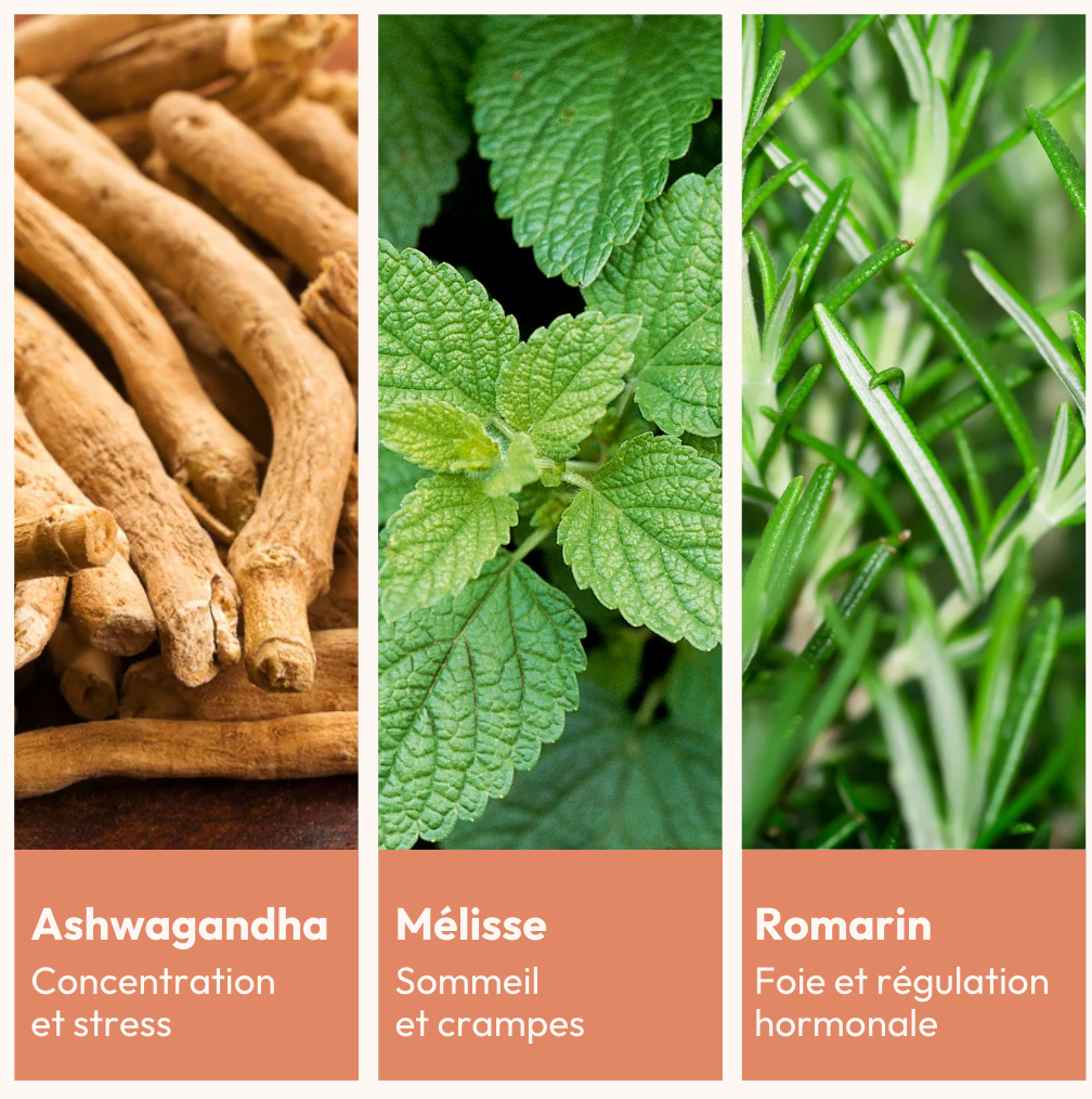 Ses actifs principaux : ashwagandha, mélisse et romarin