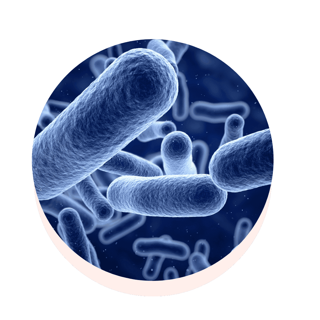 lactobacillus rhamnosus