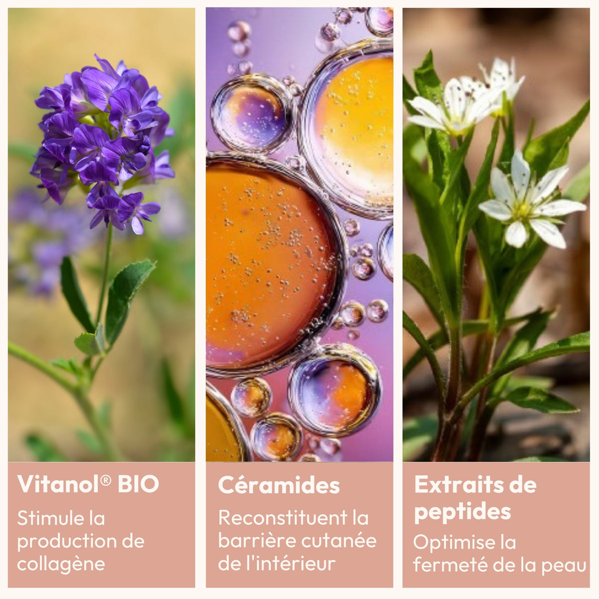 Actifs du baume pro collagène unifiant : vitanol, céramides et extraits de peptides