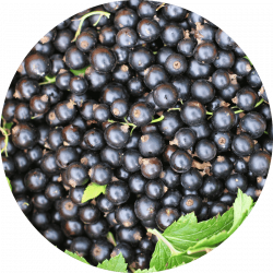 cassis bienfaits