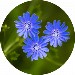 inuline