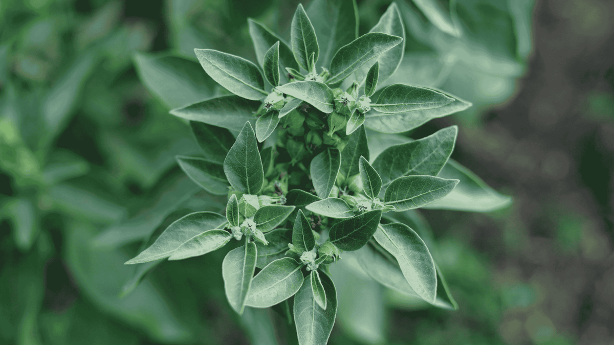 Ashwagandha et cortisol : quel adaptogène choisir pour réguler ?