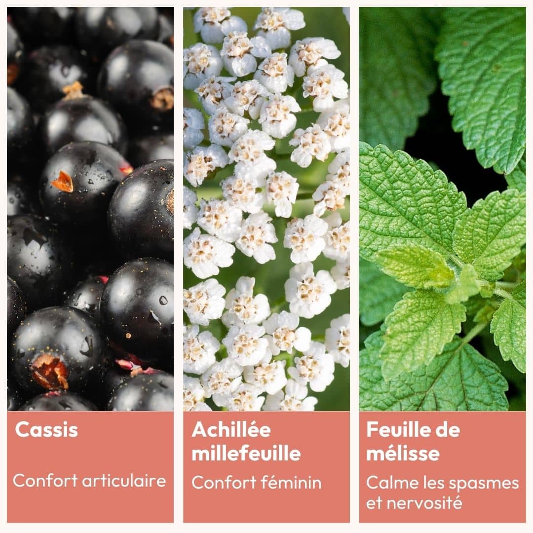 Ses actifs : cassis pour le confort articulaire, achillée millefeuille pour le confort féminin et feuille de mélisse pour calmer les spasmes et la nervosité