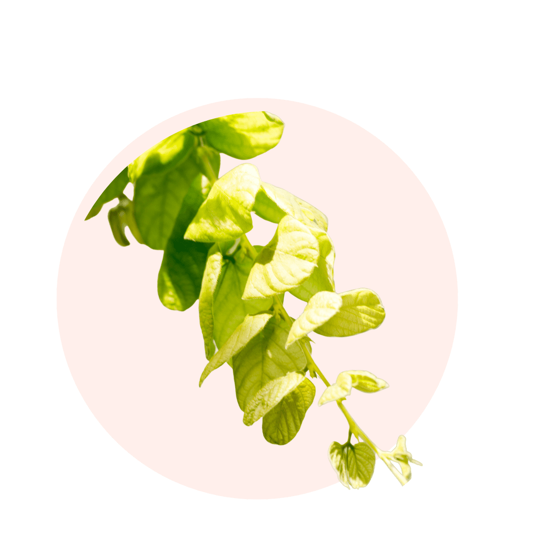 desmodium bienfaits