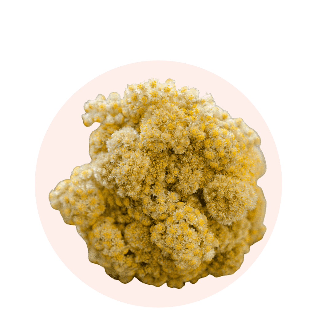 HYDROLAT D'IMMORTELLE