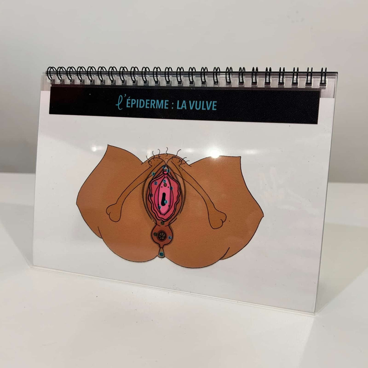 [MY] Pelvic Floor Anatomical Booklet