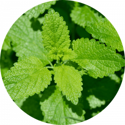 melisse bienfaits
